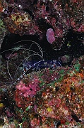 Stenopus hispidus Crevette boxeur-Safaga Tobia harba-10m-20171121-Denis-ADER-DSC_3297_tn